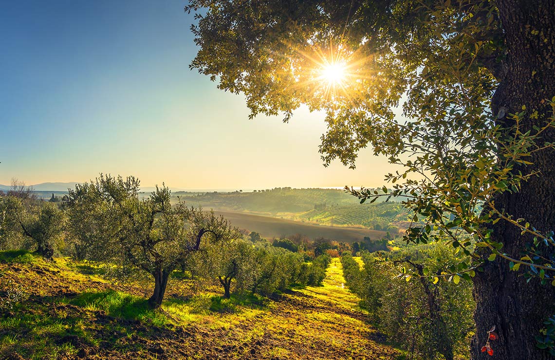 Mallorca olijfbomen