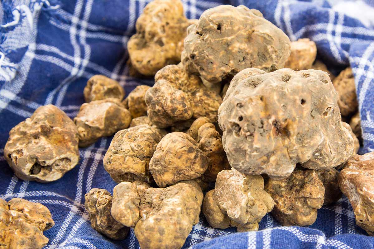 Zwart goud: de truffel - Wat maakt deze paddenstoel zo bijzonder?